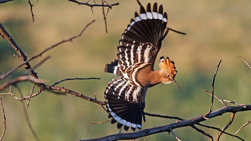 Дикая природа, Птица, Птицы, Удодптица Через тернии к звёздамphoto preview