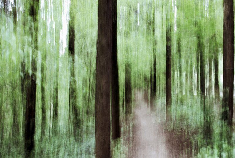 Alberi, Bosco, Movimento, Sentiero, Tecnica Sottoboscophoto preview