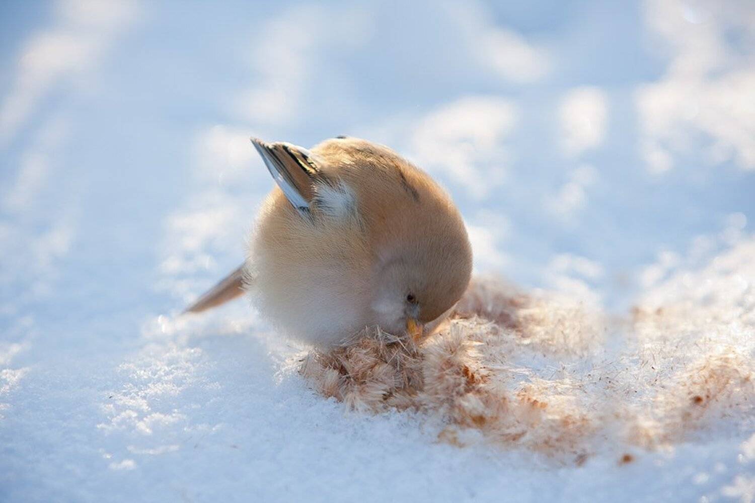 Колобок.. Автор: Юрий Сорокин , Юрий Сорокин