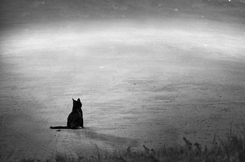 Кошкиphoto preview