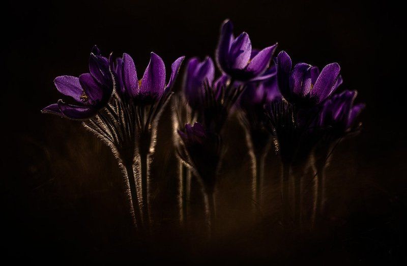 Прострел семьяphoto preview