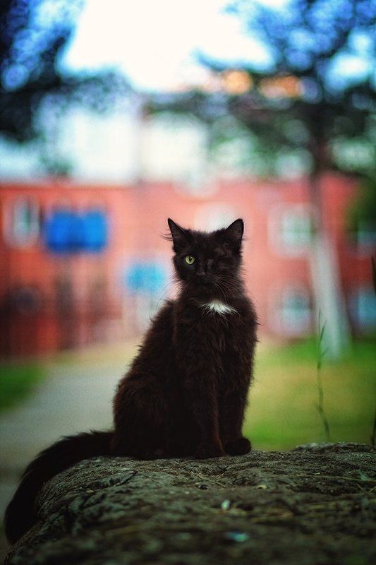 Воин фото превью