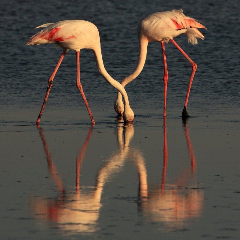 франция,camargue,france Крестики ноликиphoto preview