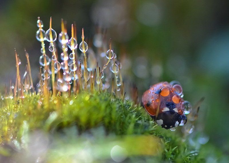 Капелькиphoto preview