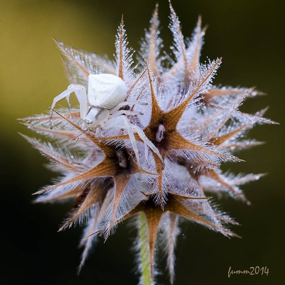 ГОВОРИТ И ПОКАЗЫВАЕТ МИСГАВ! ПАУК.. Автор: Игорь ФУММ , Игорь ФУММ