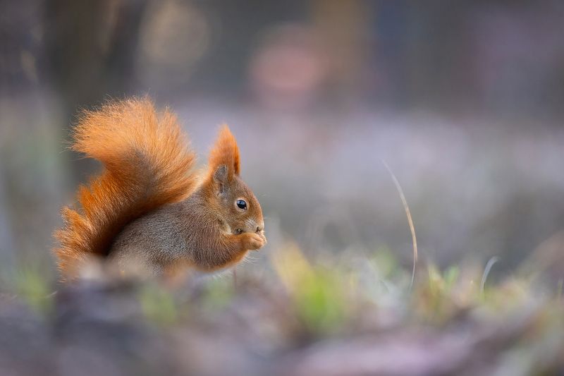 Squirrelphoto preview