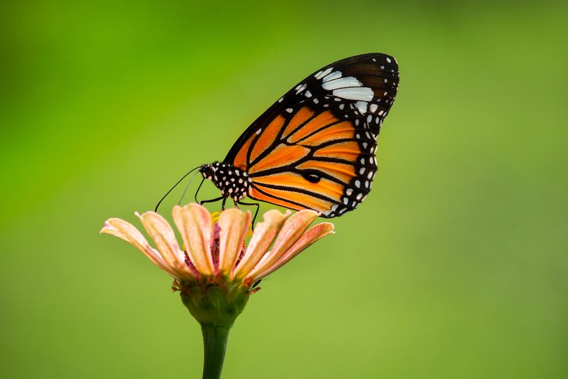 #macro #butterfly #insect #photography # naturephotography Danaus genutiaphoto preview