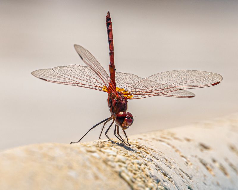 Стрекоза на бортике бассейна.photo preview