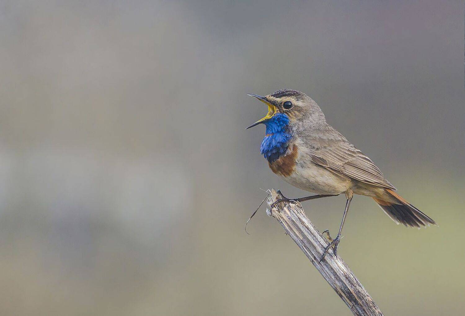 Моё имя варакушка, песня моя всех красивей. Автор: Михаил Агеев птица, варакушка, самец, Михаил Агеев