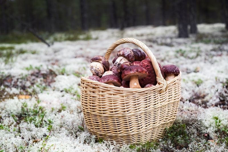 грибы, белые, ягель, осенний лес, корзина грибов Боровичкиphoto preview