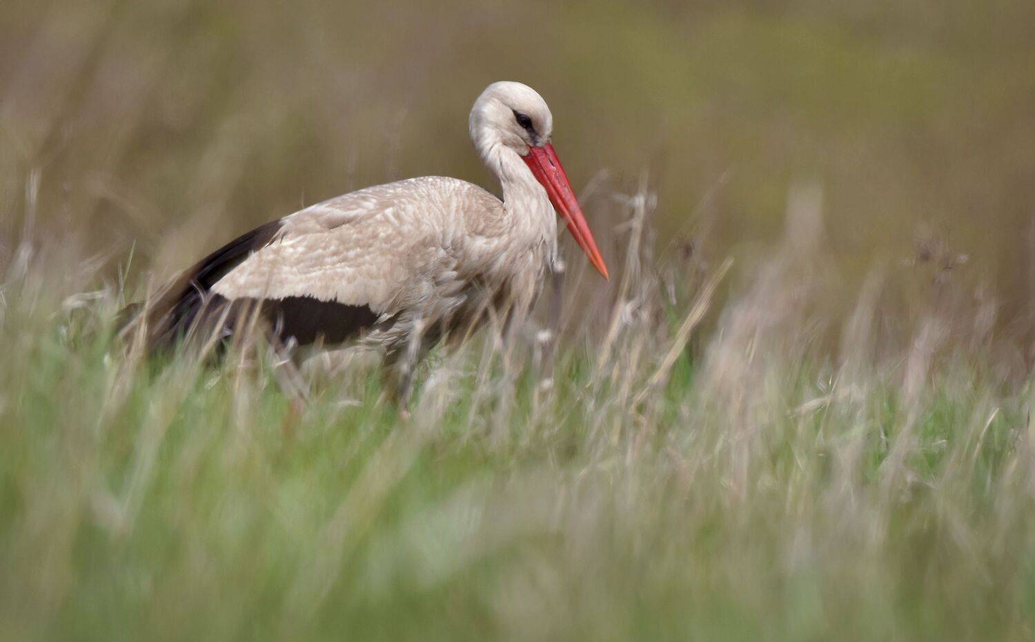 .... Автор: Макеев Алексей , Макеев Алексей