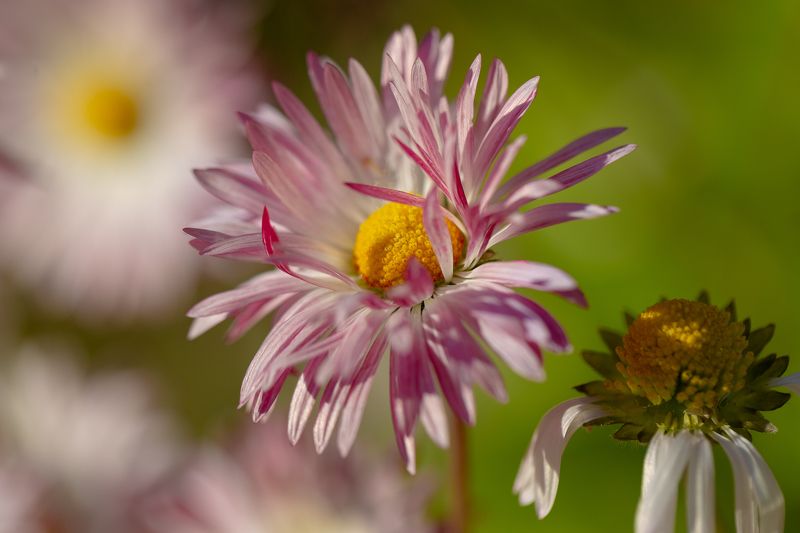 #nature #flora #flowers #plant #beautifull #природа #растения #цветы #макро Planet Earthphoto preview