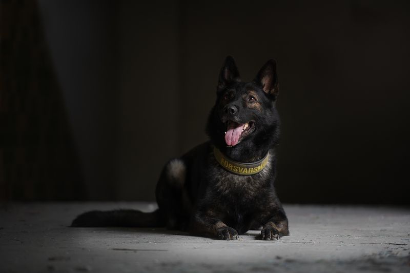 В засадеphoto preview