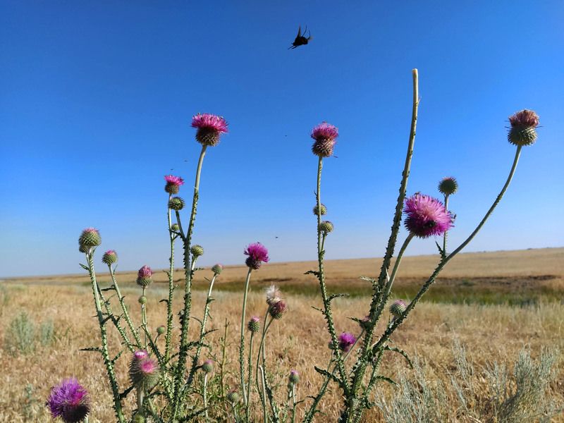шмель, раздолье, цветы, степь, расторопша Раздолье для шмеляphoto preview