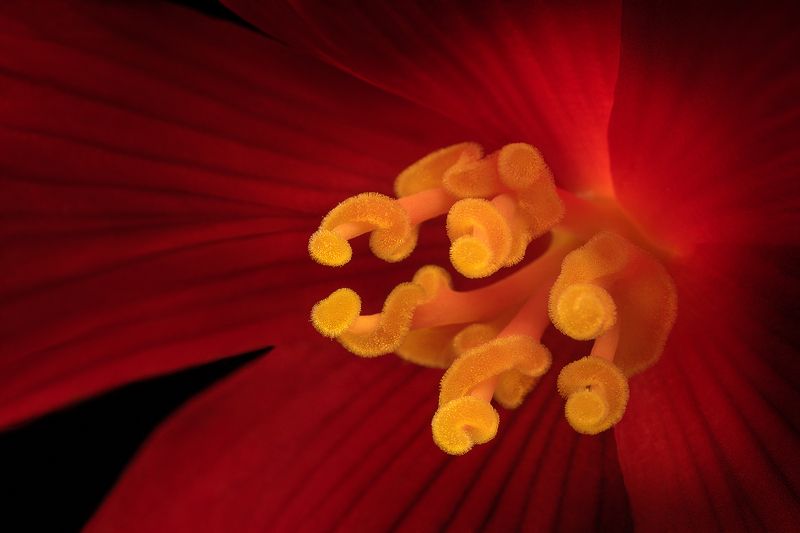 макромир, цветок, лепестки, бегония, макро, красный Завитушкиphoto preview