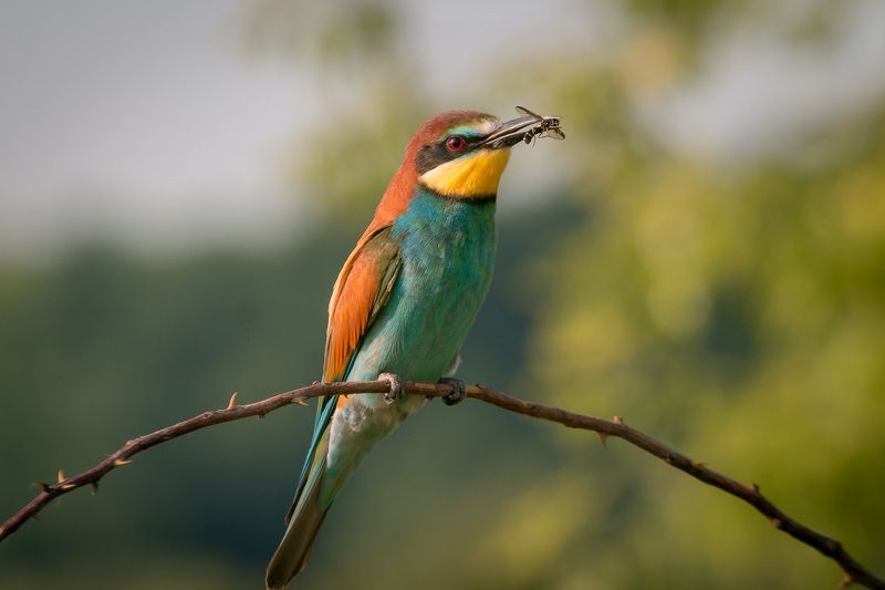 золотистая щурка, птицы, лето, birds, wildlife, bee-eater Щуркаphoto preview