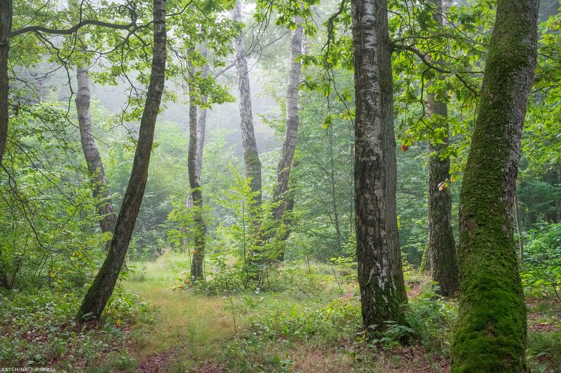 природа, осень, лес, туман Первые туманыphoto preview