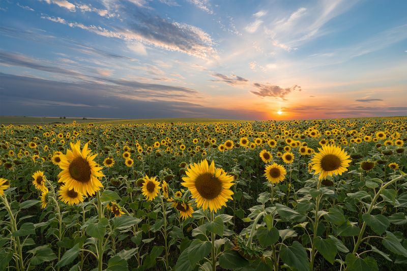август, вечер, лето, поле, подсолнух, закат, деревня Августовский вечер фото превью