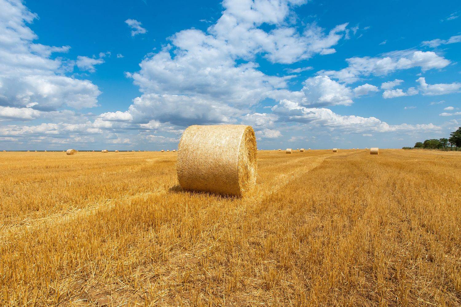 It's harvest time. Автор: Сторчилов Павел Autumn, filed, volgograd, russia, harvest, autumn, sun, , Сторчилов Павел