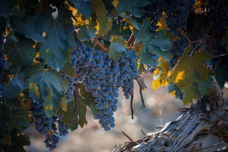 виноград, виноградник, урожай, лето Урожайphoto preview