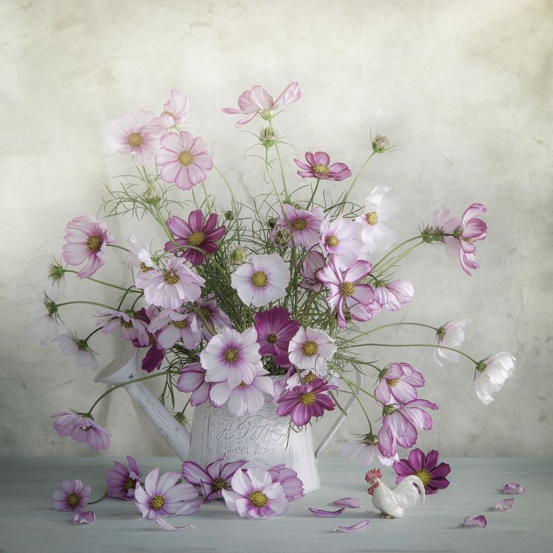 космеи Космеиphoto preview