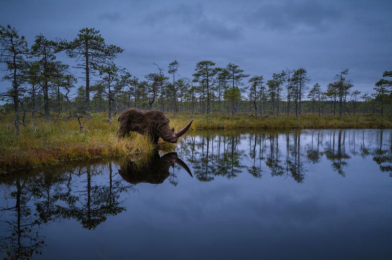 черноозёрное болото Неожиданная встреча. фото превью