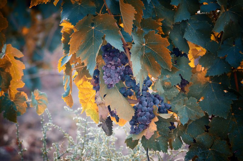 Кружевоphoto preview