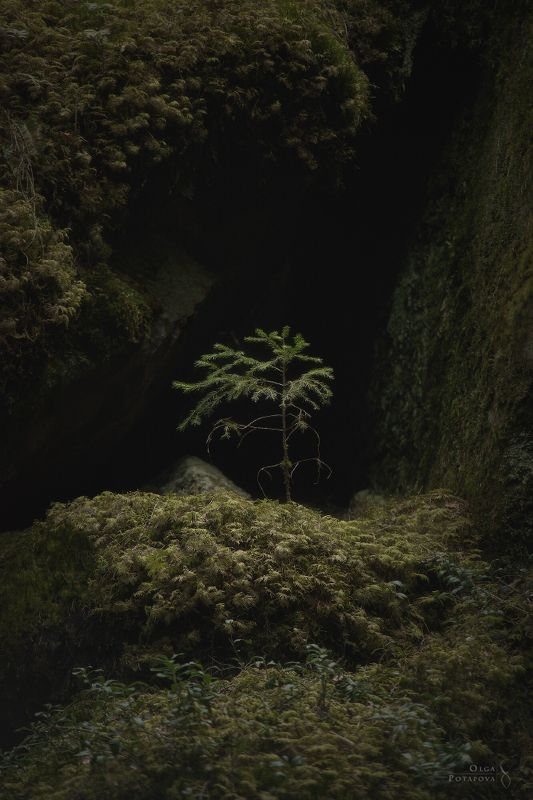 дебри, чаща, леший, карельский перешеек, карелия, тайга, дремучий лес, камни, скалы, скальный лес, хийси, ленинградская область, выборг, каменногорск, пригороды петербурга Дебри Ленинградской областиphoto preview