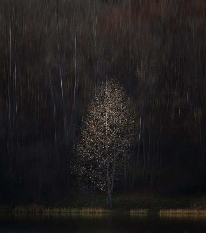 Портрет осеннего дерева.photo preview