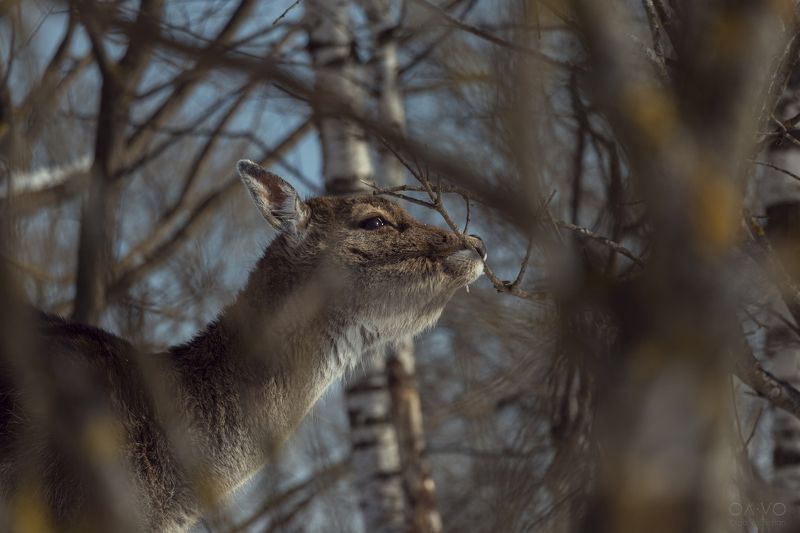 природа, олень, оленёнок, лань, животные, зима, лес, Россия, nature, deer, fawn, animal, animals, winter Оленёнок - очень нежный ребёнокphoto preview