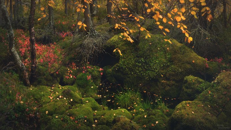 ловозерские тундры, луяврурт, сейдозеро, кольский полуостров, осень, тайга, озеро, лес Таёжная мозаикаphoto preview