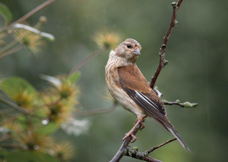коноплянка, реполов, вьюрковые Коноплянкаphoto preview