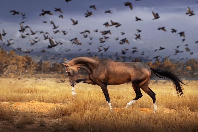 Лошади, лошадь, поле, горы, осень, horse, horses Трамп photo preview