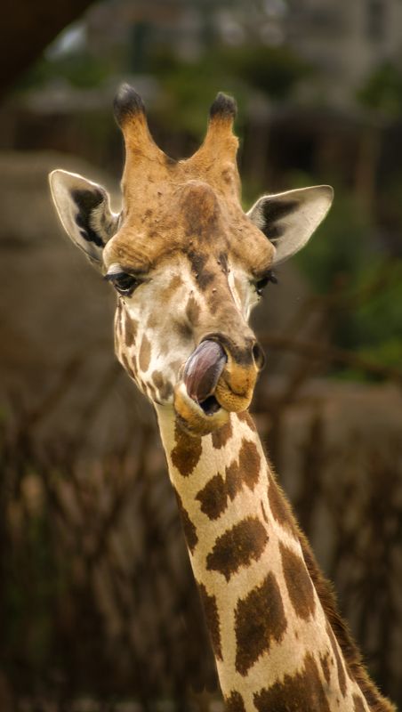 Хулиганphoto preview