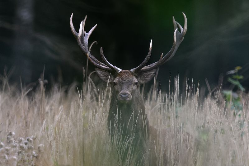 Briedisphoto preview