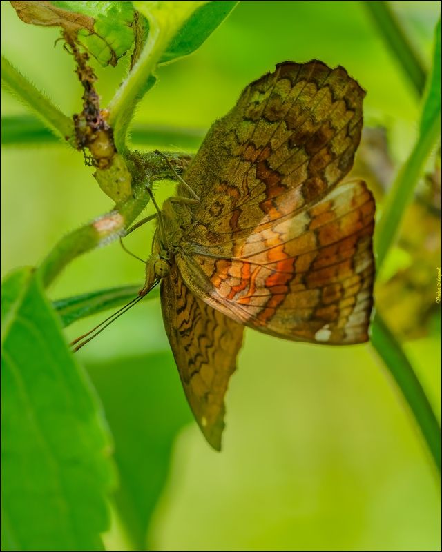 Common castorphoto preview