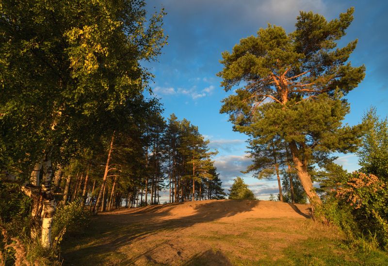 Вечер в сосновом бору.photo preview