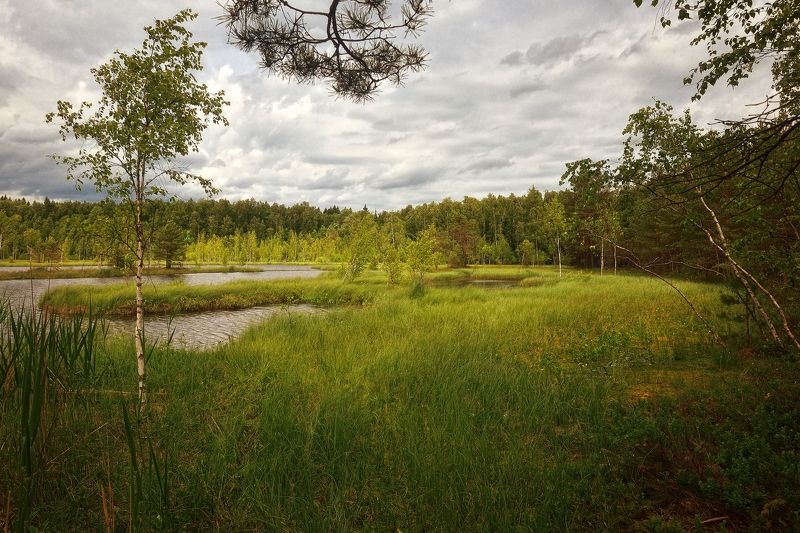 В лесной тишиphoto preview