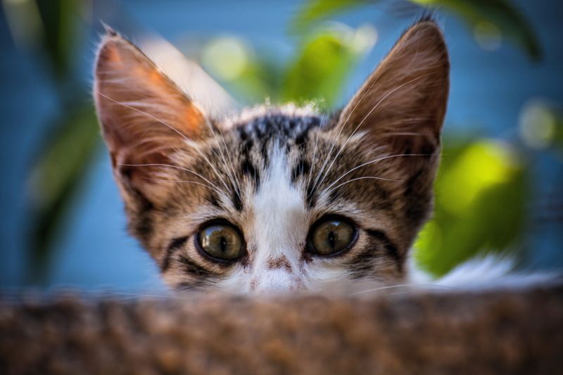 кот, коты, кошка, кошки, уши, глаза кыся фото превью