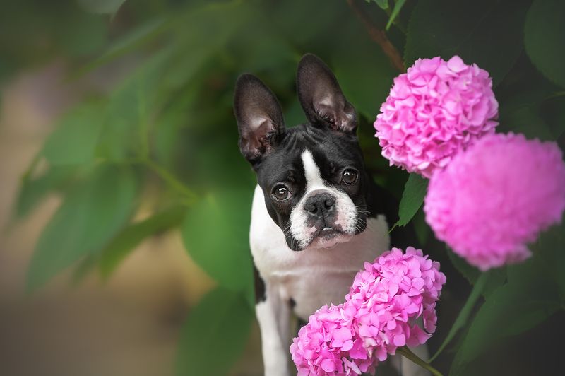 собаки домашние животные Бостон терьерphoto preview