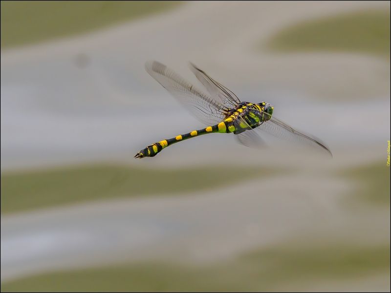 Common clubtail malephoto preview