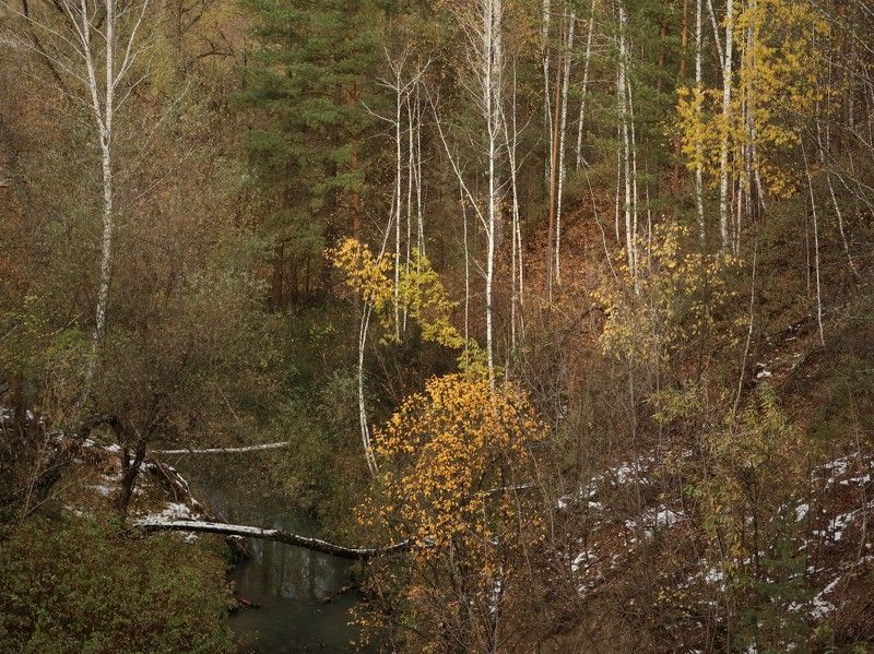 дендропарк,овраг,осень,ручей Осеньphoto preview