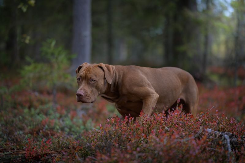 юта, питбуль, pitbull, apbt, собака, собаки Тихая охотаphoto preview