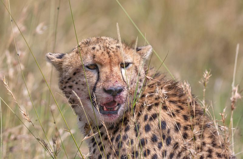 ягуар После удачной охотыphoto preview