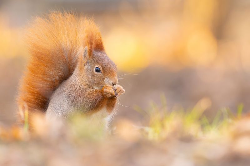 Squirrelphoto preview