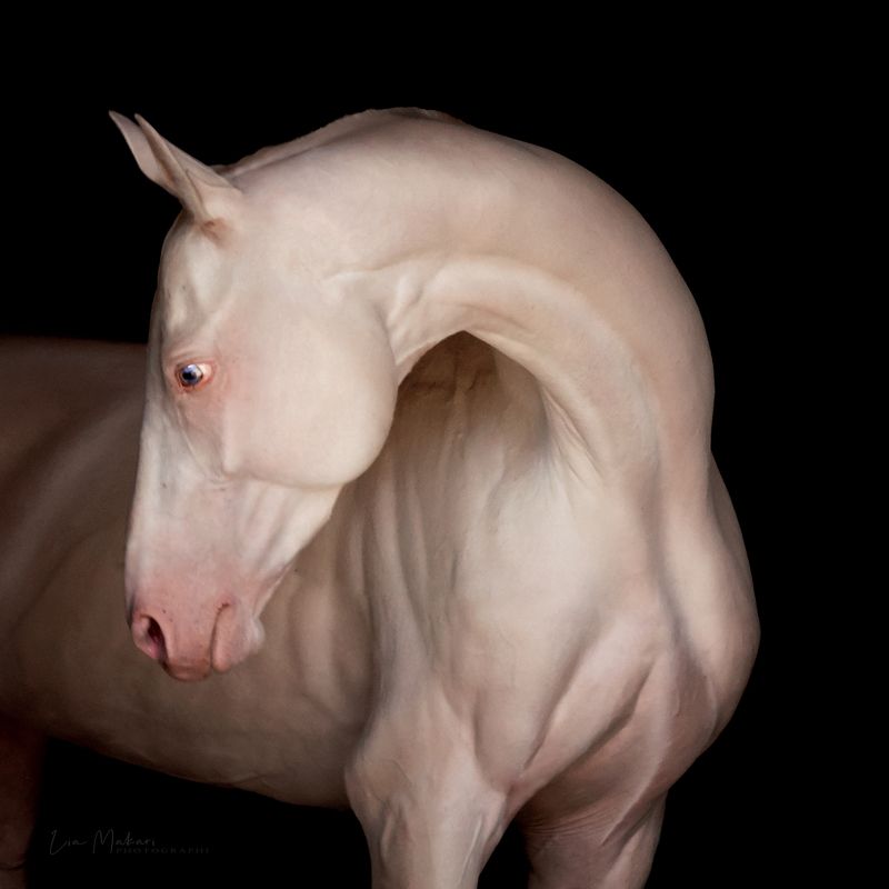 Лошадь, лошади, портрет, horse, horses, portrait Алпанphoto preview