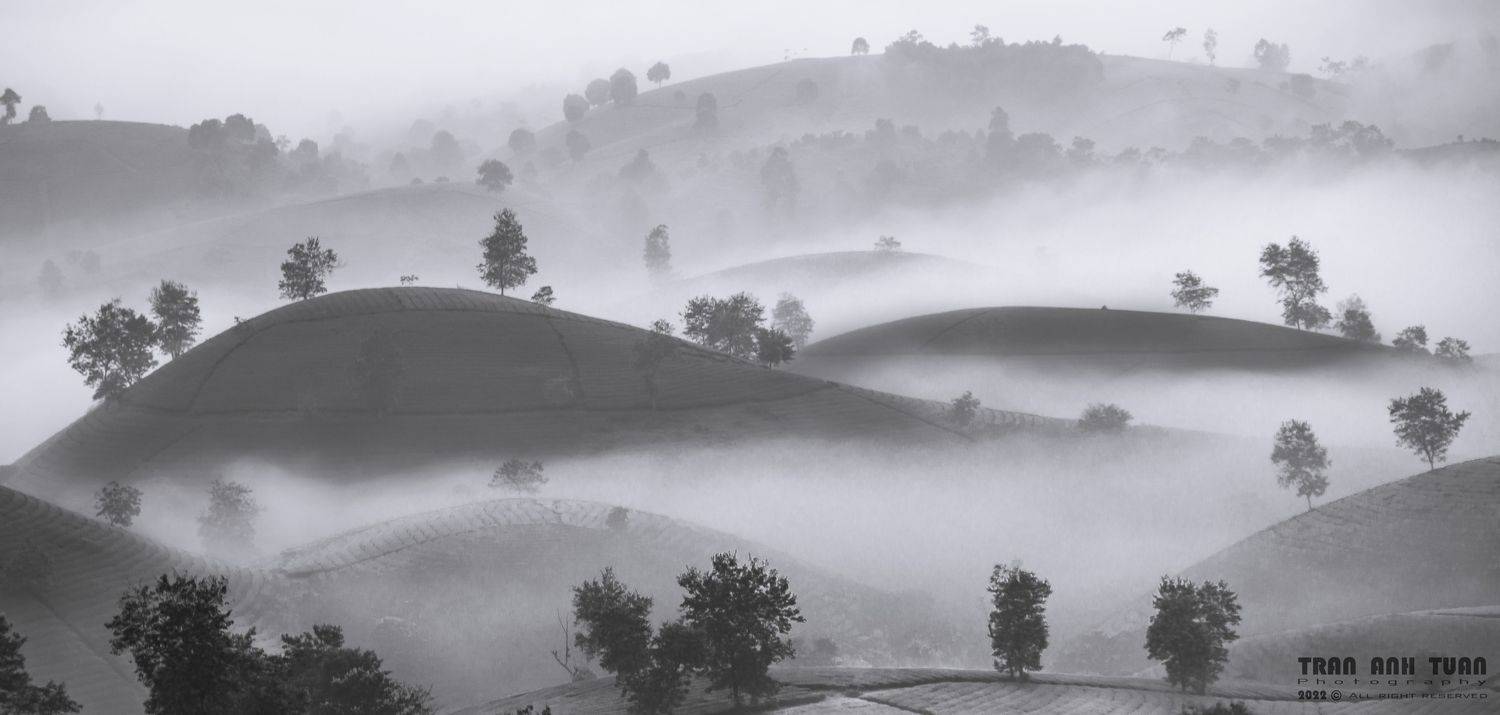 Early morning dew on tea hill. Автор: Trần Anh Tuấn vietnam, tea hill, fog, landscape, Trần Anh Tuấn