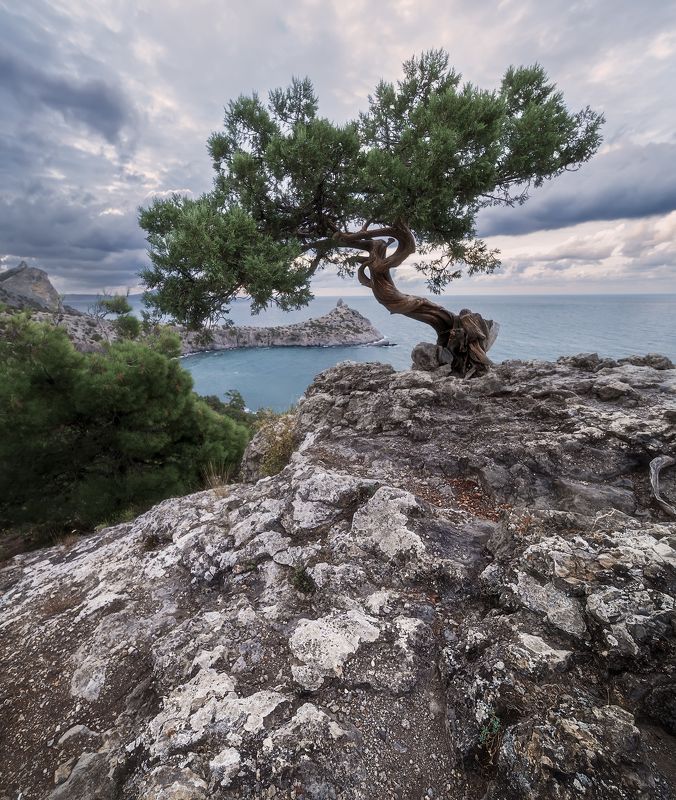 Бонсайphoto preview