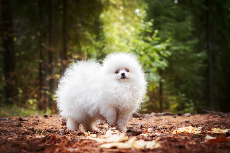 белая собака, шпиц, лес, осень Пушокphoto preview