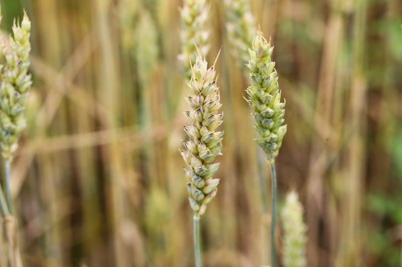 ears of rye, harvest, autumn, bread, food, landscape, fields ears of rye фото превью